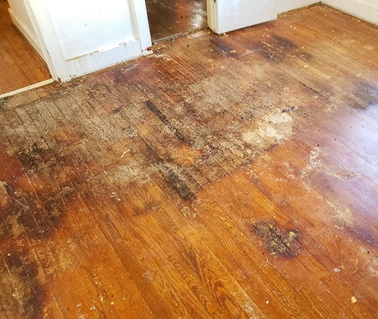 Water damaged floor repair 214-853-1716